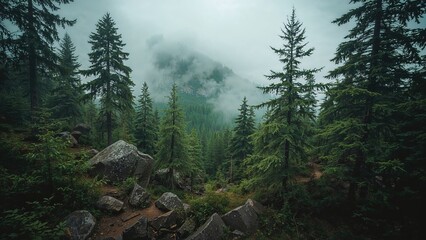 Dense forest landscape with tall trees, rocks, and mist-covered mountains in the background.