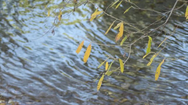 Deciduous dry leaves on branch together a river
