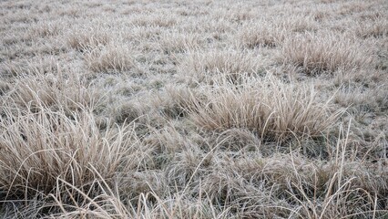 Fototapeta premium Dry grass field in a natural setting.