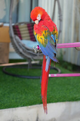 scarlet macaw parrot free-flying pet birds