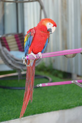 scarlet macaw parrot free-flying pet birds