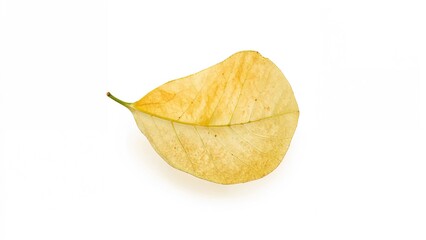 A yellow leaf with visible veins and a stem isolated on white background.