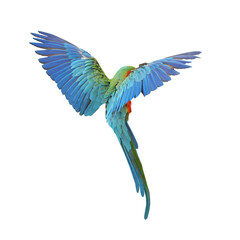 Catalina Macaw isolated on white background. This has clipping path.