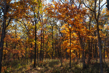 Inside a Forest of Trees During Fall in Knob Noster, Missouri