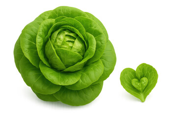 Fresh green butter lettuce head with a heart-shaped leaf, symbolizing healthy eating and love for vegetables on transparent