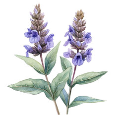 Obraz premium Sage Flower, beautiful watercolor illustration, isolated on a white background, soft and delicate colors.