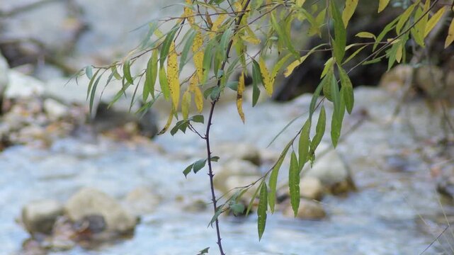 Deciduous leaves on a tree next to a river