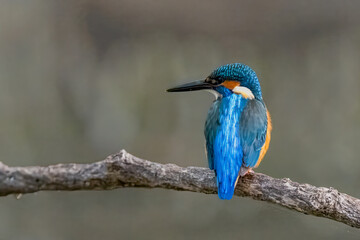 枝に止まる青い宝石