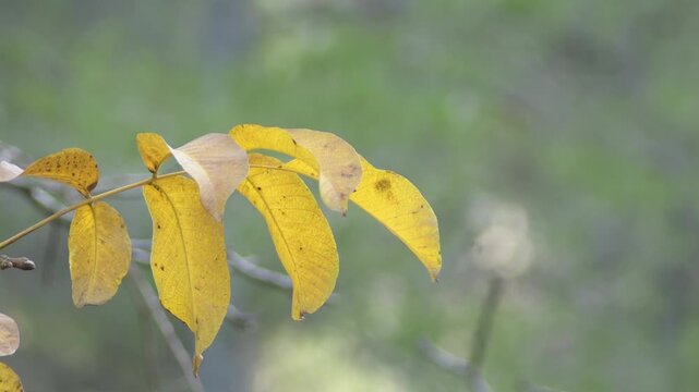 Deciduous dry leaves on branch