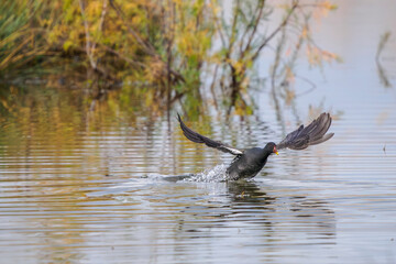 A moorhen takes flight from a pond in Camargue, France 