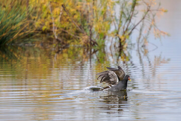 A moorhen takes flight from a pond in Camargue, France 