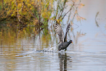 A moorhen takes flight from a pond in Camargue, France 