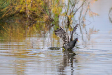 A moorhen takes flight from a pond in Camargue, France 