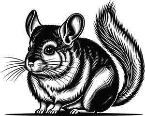 Chinchilla Illustration Black And White Vector