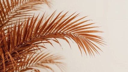 Obraz premium Close-up of a palm leaf with a plain background, showcasing detailed fronds. Nature and botanical focus. Tropical plant and foliage. The image emphasizes plant textures and design.