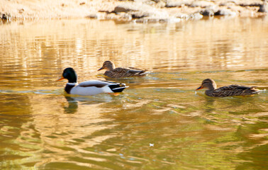swimming duck flock, colorful sun light reflections in water