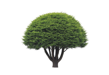 Green tree with multiple trunks isolated on a transparent background foliage