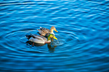 duckies  swimming in the lake water