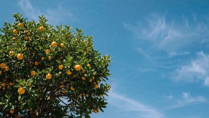Fototapeta premium Orange tree with ripe fruit under a blue sky, capturing the essence of nature and agriculture.