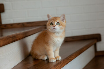 Naklejka premium cute red kitten of the British breed golden chinchilla sitting on the steps, cute pets