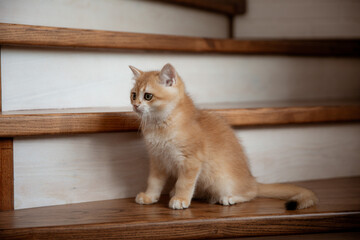cute red kitten of the British breed golden chinchilla sitting on the steps, cute pets