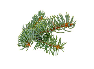 Christmas Fir branch. christmas tree.