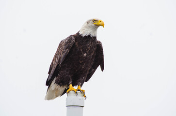 Bald Eagle Perched on Coastal Post in Washington State