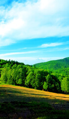 View of the glade meadow and forest landscape natura background wallpaper