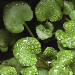 water drops on green leaves