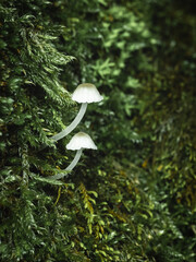 mushroom in the forest