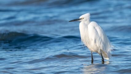 Egret
