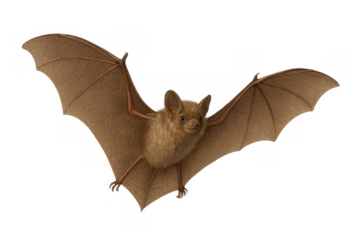 Brown bat flying with widespread wings, nocturnal mammal in motion, isolated wildlife creature on transparent background