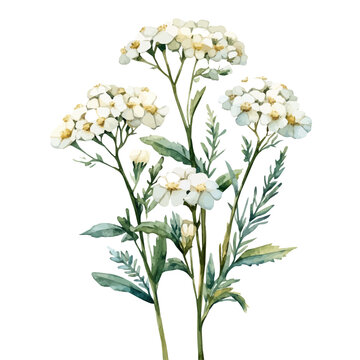 Yarrow Flower, serene watercolor vector artwork with smooth washes of color and refined textures, isolated on a white background.