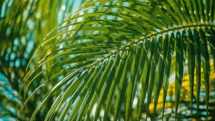 Close-up of a green palm leaf with sunlight filtering through. Nature and plant life. Tropical environment. The concept of lush greenery and foliage.