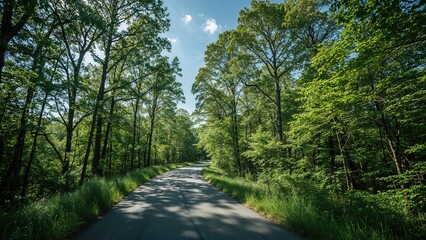 Naklejka premium A tree-lined road through a lush green forest on a sunny day
