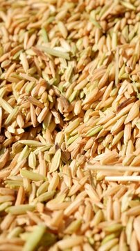 A vibrant macro video captures golden paddy rice grains (Oryza sativa) being poured or falling into a pile. The grains, with subtle variations of yellow and green, create a dynamic texture emphasizing