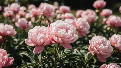 Fototapeta premium Pink peonies in full bloom with lush green leaves, capturing the beauty of flowering plants. Nature, flowers, and garden scene.