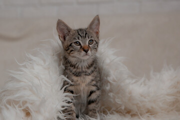 cute little domestic striped kitten sitting on a fur blanket looking at the camera, cute pets