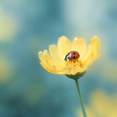 Obraz premium Beautiful ladybug on yellow flower head in dreamy soft pastel colors