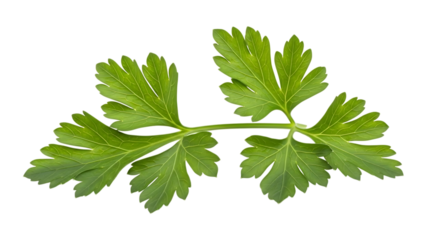 Fresh green carrot leaves with serrated edges on a black background green leaves fresh leaves