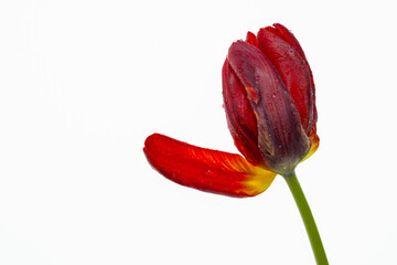 Czerwone tulipany na białym, izolowanym tle, przedstawione w czystej i minimalistycznej kompozycji. © Elżbieta Kaps