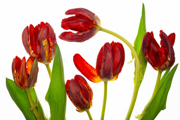 Czerwone tulipany na białym, izolowanym tle, przedstawione w czystej i minimalistycznej kompozycji. © Elżbieta Kaps