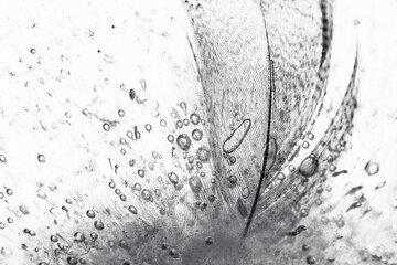 Czarno-białe zdjęcie przedstawiające zamrożone w wodzie piórko, z wyraźnie widocznymi pęcherzykami powietrza uwięzionymi w lodzie, tworzącymi delikatną i abstrakcyjną strukturę. © Elżbieta Kaps