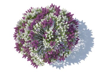 A vibrant spherical cluster of purple and white allium flowers casting a shadow