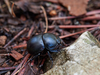 Black beetle in a natural environment. Thorectes hispanus