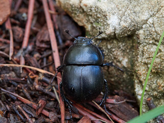 Black beetle in a natural environment. Thorectes hispanus