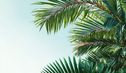 Naklejka premium Palm fronds reach up towards a bright, clear blue sky