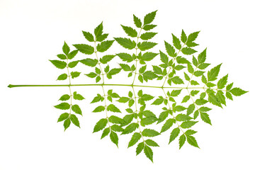 Symmetrical Green Fern Leaf Pattern Isolated on White Studio Background Natural Organic Texture