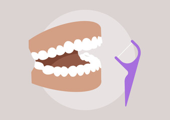 This vibrant illustration showcases a dental model and a flossing tool, highlighting the importance of jaw hygiene, Practicing these methods promotes healthy teeth and gums daily