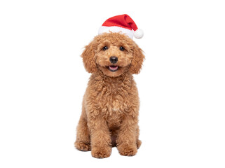 Cute Toy Poodle puppy sitting in Santa hat, isolated on transparent background, Christmas pet portrait